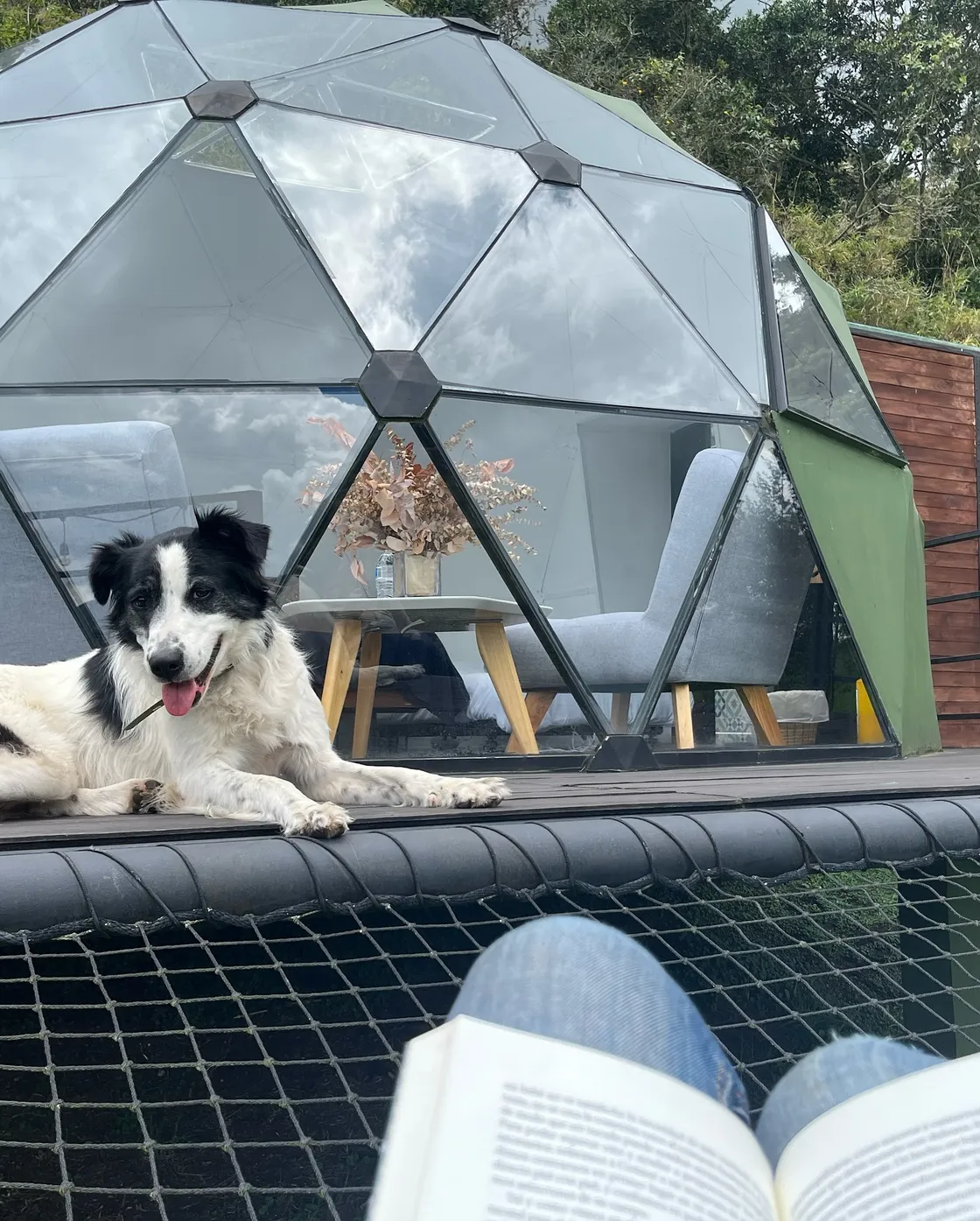 cover for Pet Friendly